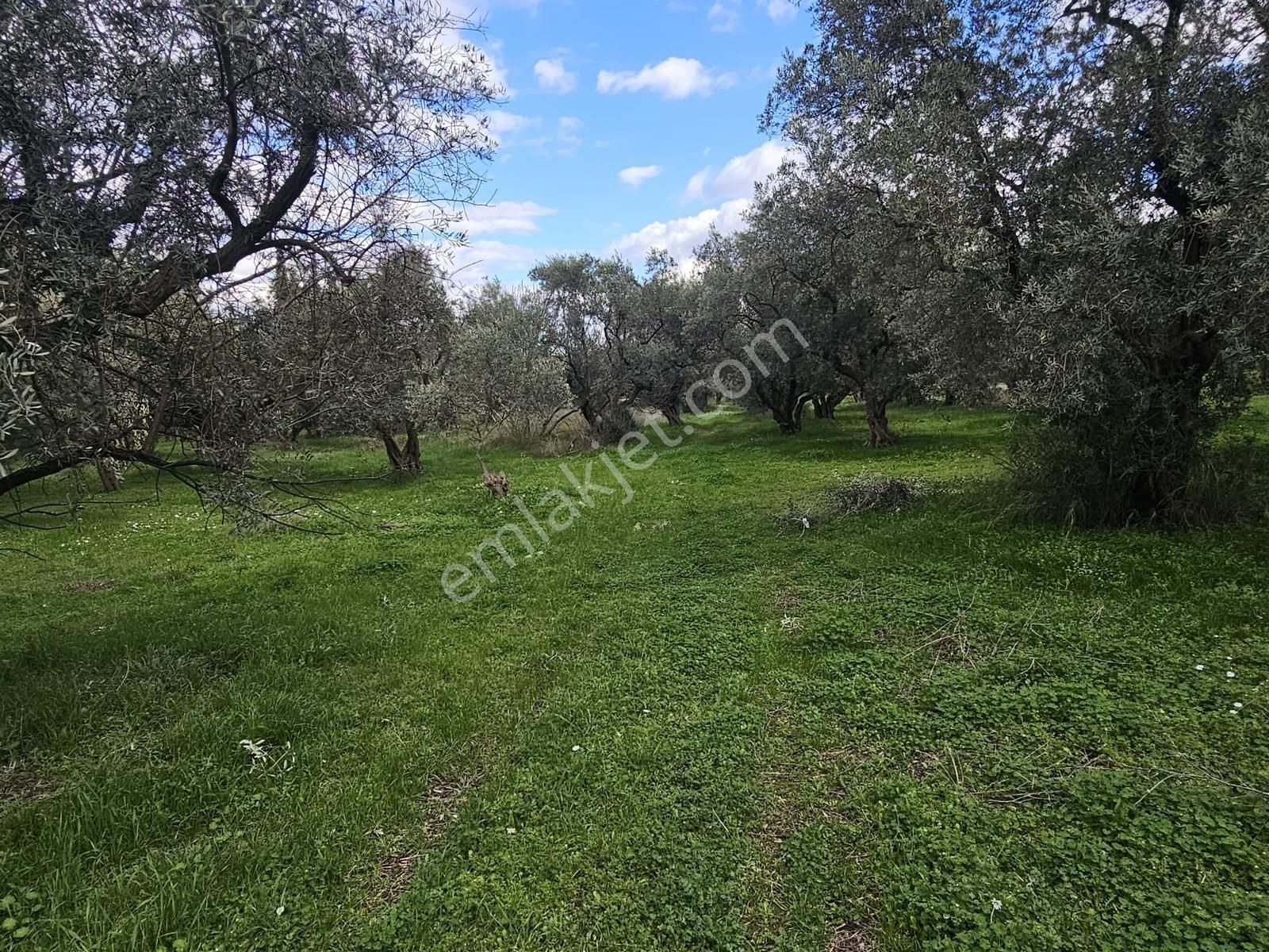 İzmir Kemalpaşa Ören75 Yıl. Mah Satılık 6 Dairelık Konut Arsası - Görsel 6