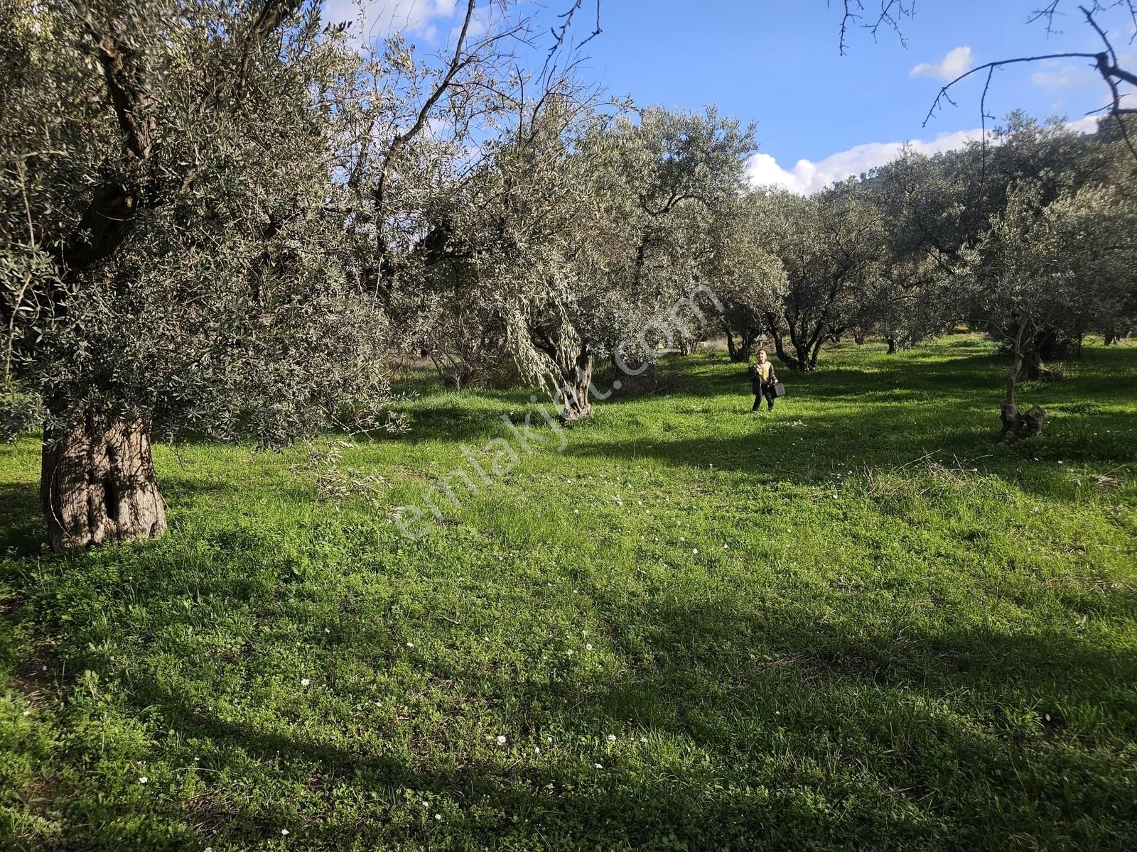 İzmir Kemalpaşa Ören75 Yıl. Mah Satılık 6 Dairelık Konut Arsası - Görsel 20
