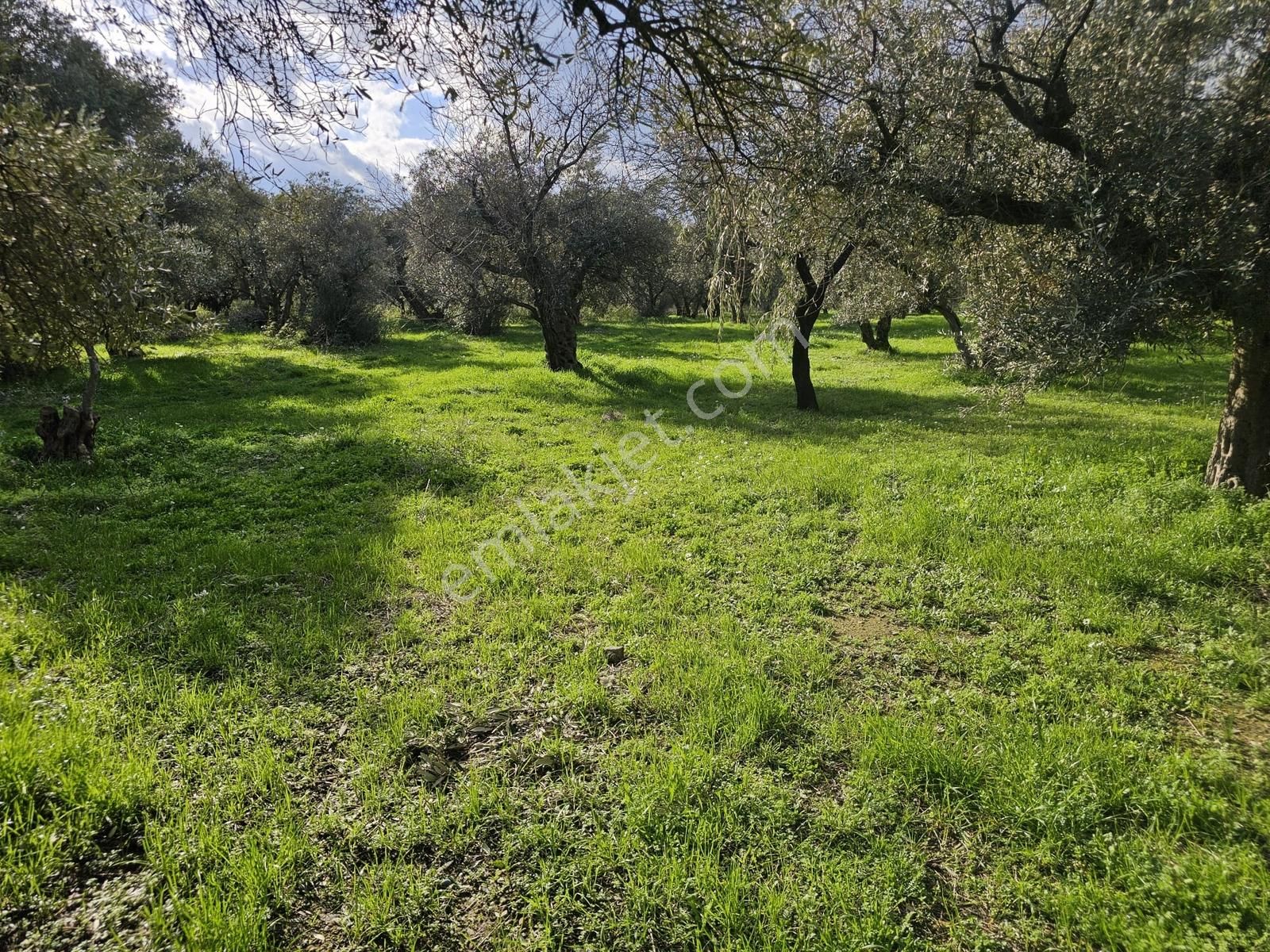 İzmir Kemalpaşa Ören75 Yıl. Mah Satılık 6 Dairelık Konut Arsası - Görsel 16