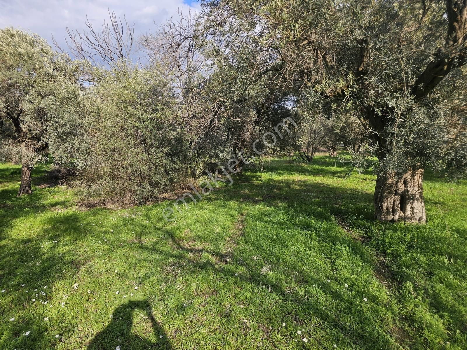 İzmir Kemalpaşa Ören75 Yıl. Mah Satılık 6 Dairelık Konut Arsası - Görsel 2