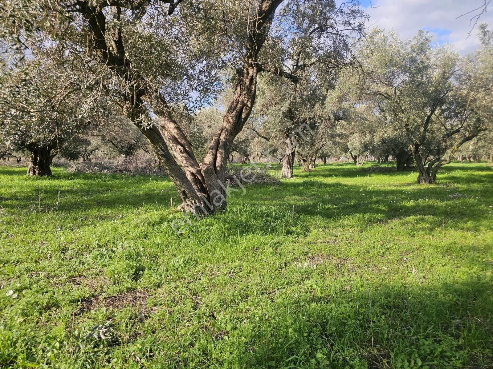 İzmir Kemalpaşa Ören75 Yıl. Mah Satılık 6 Dairelık Konut Arsası - Görsel 18