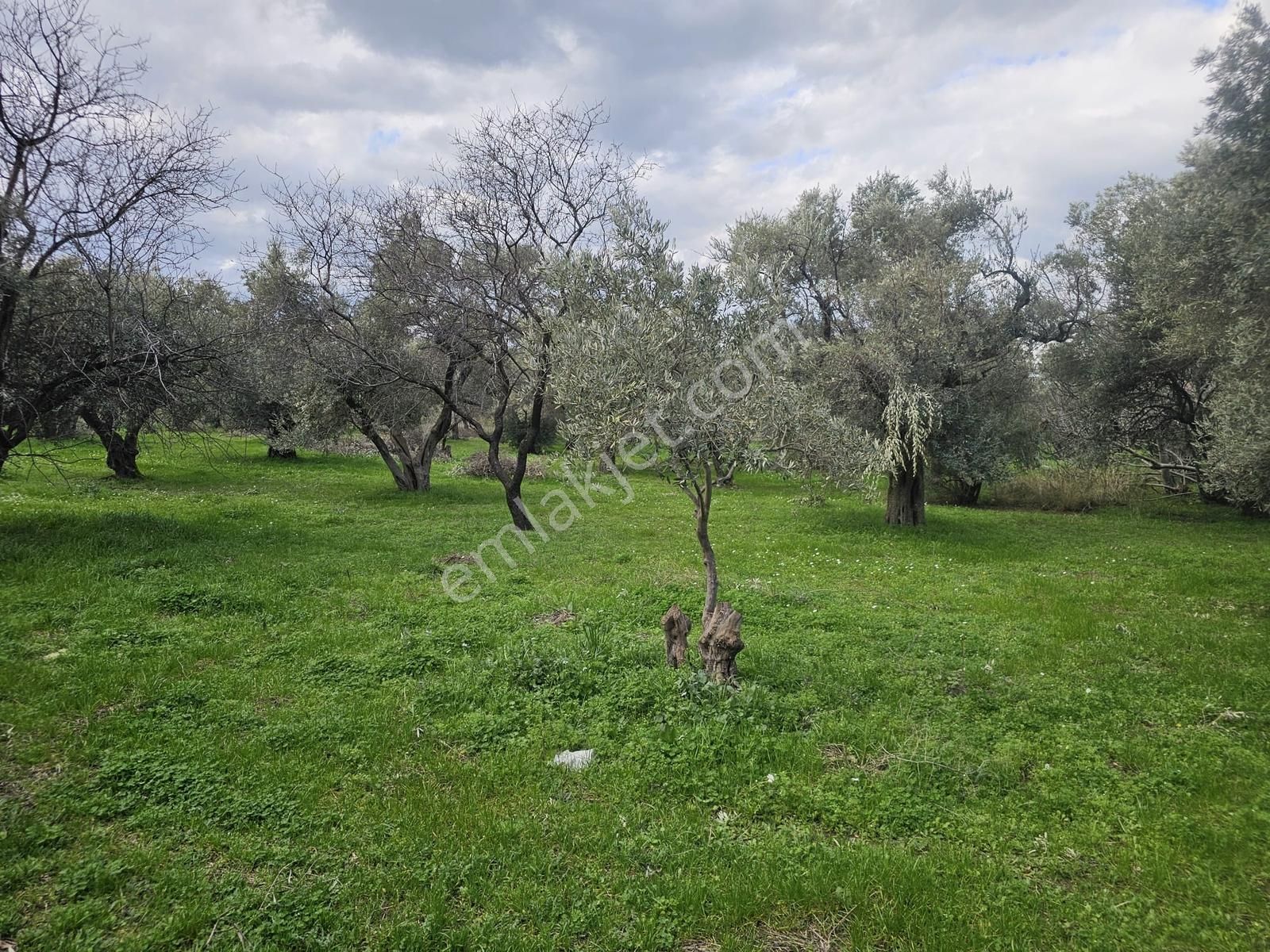 İzmir Kemalpaşa Ören75 Yıl. Mah Satılık 6 Dairelık Konut Arsası - Görsel 21