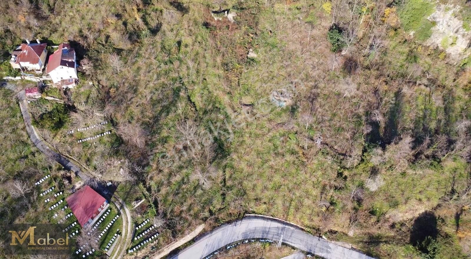 Mabel Gayrimenkul- Perşembe Şenyurt'ta Satılık Fındık Bahçesi