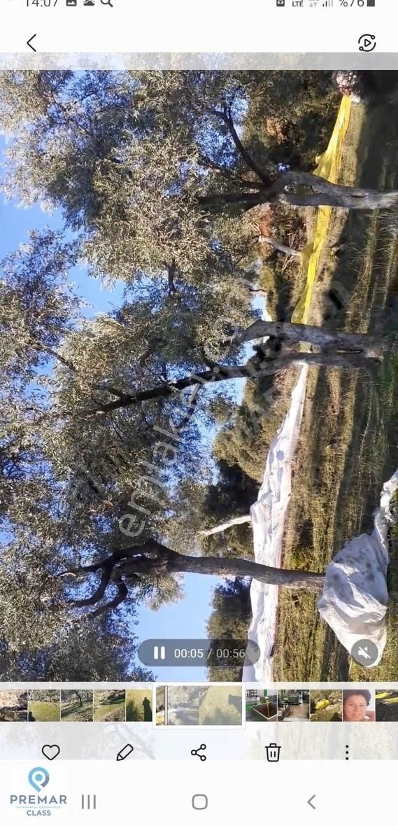 Aydın Söke Çalışlıda 28 Dönüm Satılık Zeytinlik - Görsel 4