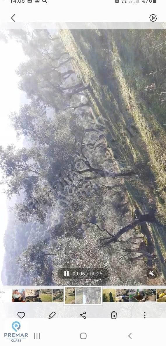 Aydın Söke Çalışlıda 28 Dönüm Satılık Zeytinlik - Görsel 6