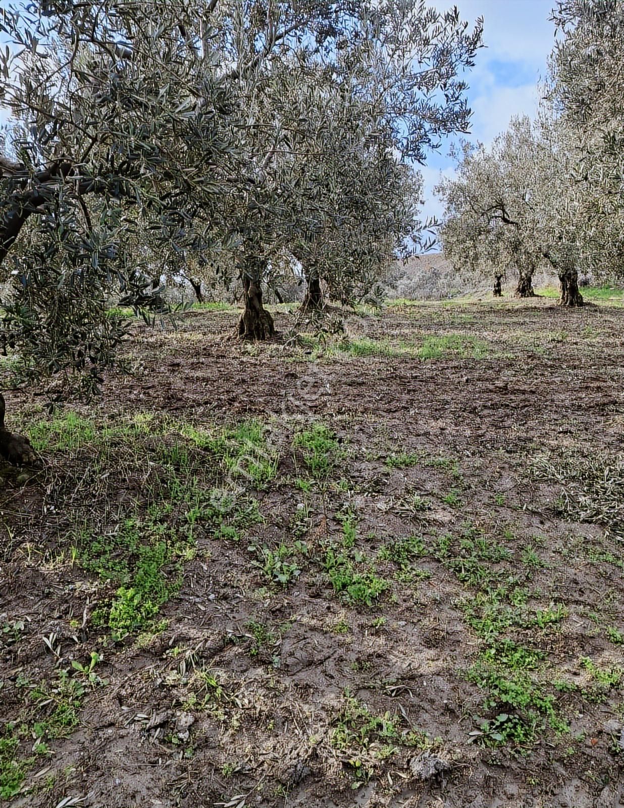 Mudanya Çınarlı Satılık Tarla Köy Girişi Çift Taraflı Yola Cephe - Görsel 3