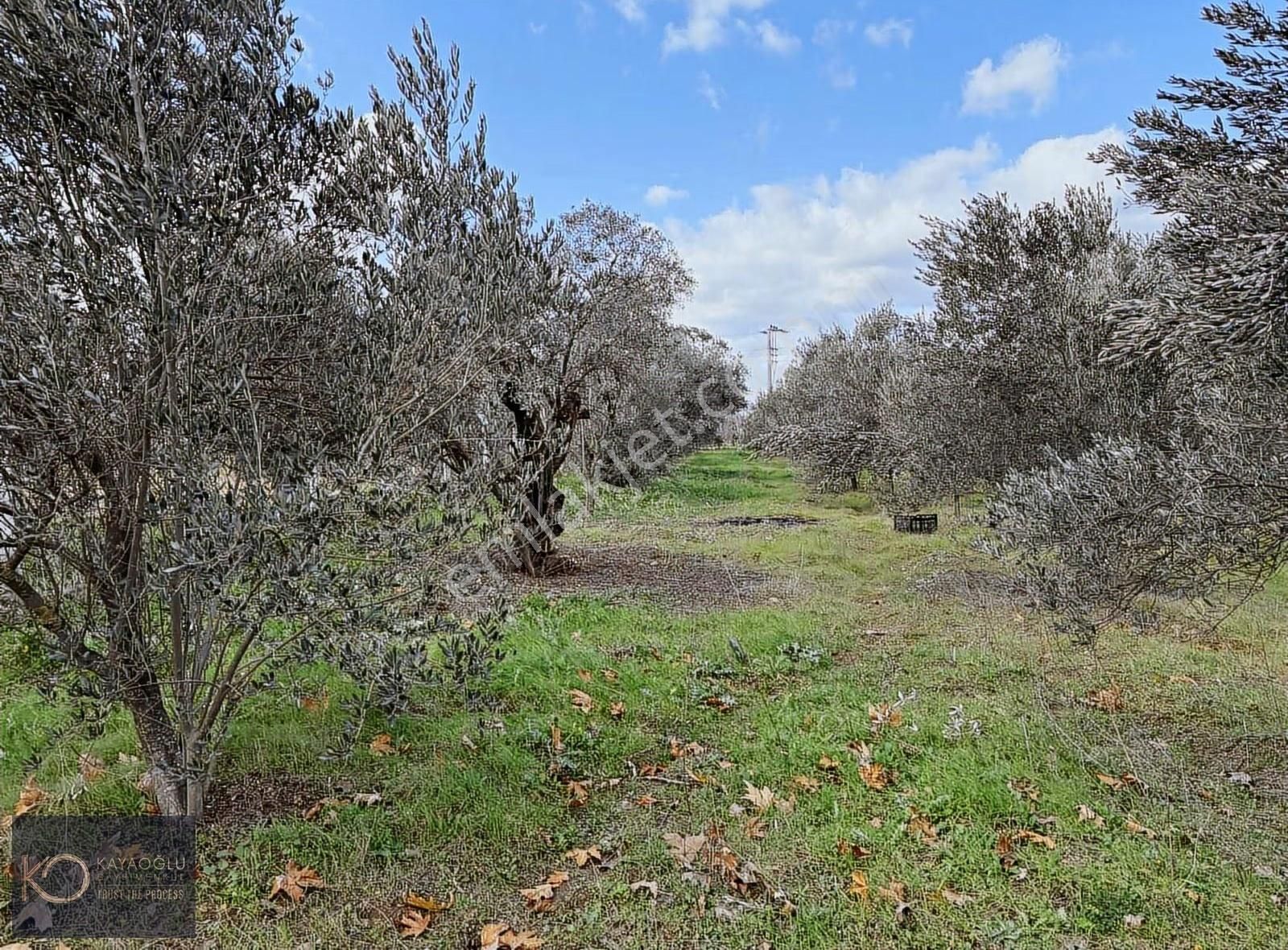 Yukarı Kızılca'da Kadastrol Yola Cepheli Müstakil Parsel - Görsel 10