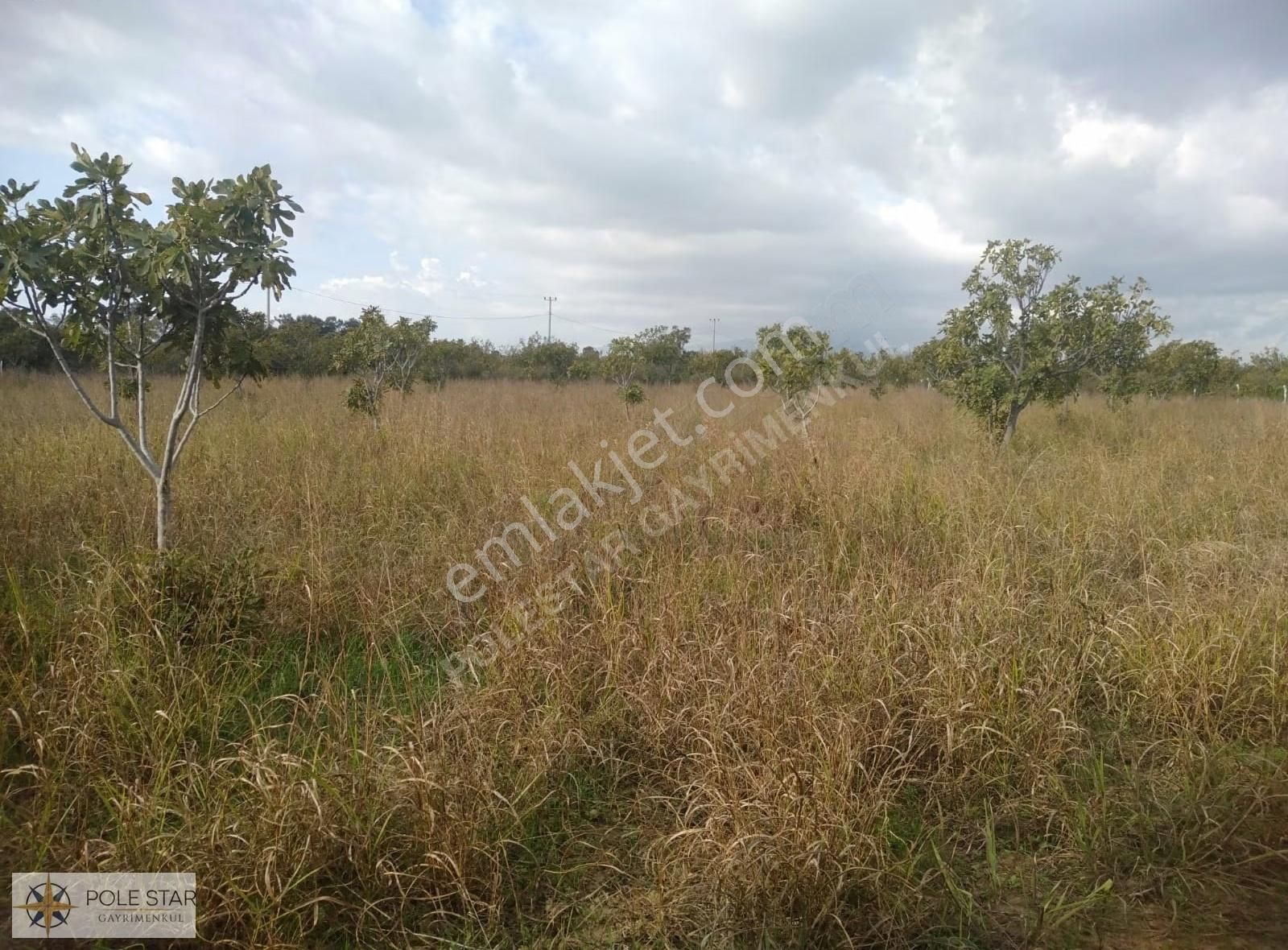 Termal Bölgede 5.620 M² İncir Bahçesi - Yatırım Fırsatı - Görsel 23