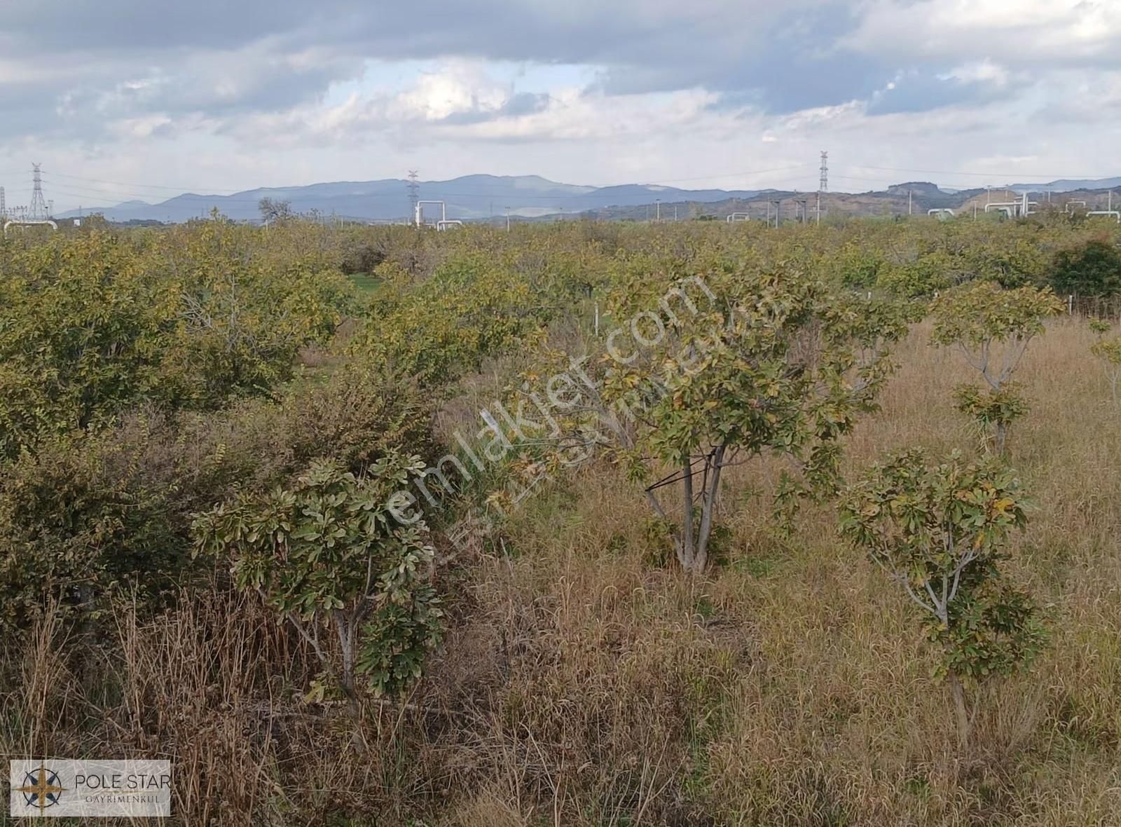 Termal Bölgede 5.620 M² İncir Bahçesi - Yatırım Fırsatı - Görsel 15