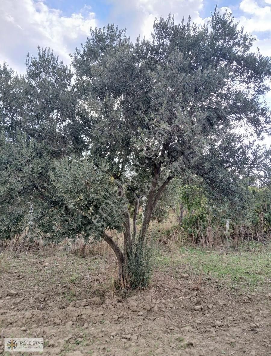 Termal Bölgede 5.620 M² İncir Bahçesi - Yatırım Fırsatı - Görsel 8