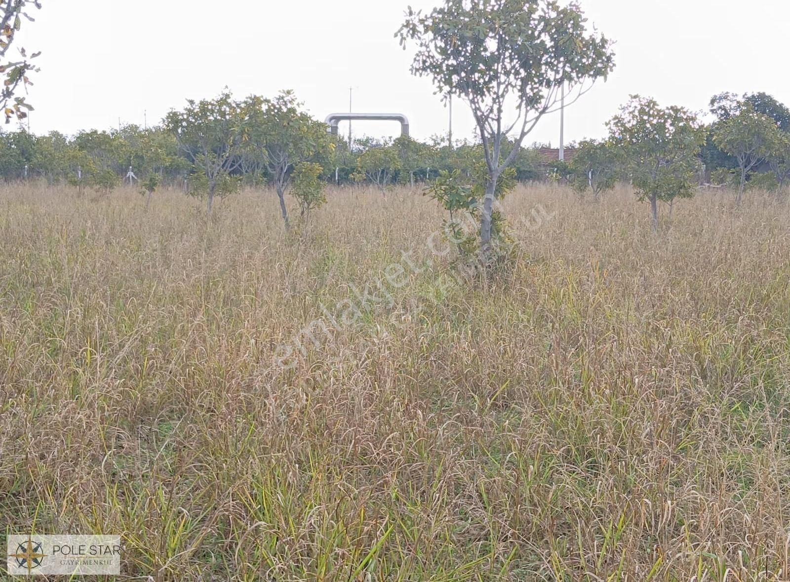 Termal Bölgede 5.620 M² İncir Bahçesi - Yatırım Fırsatı - Görsel 17