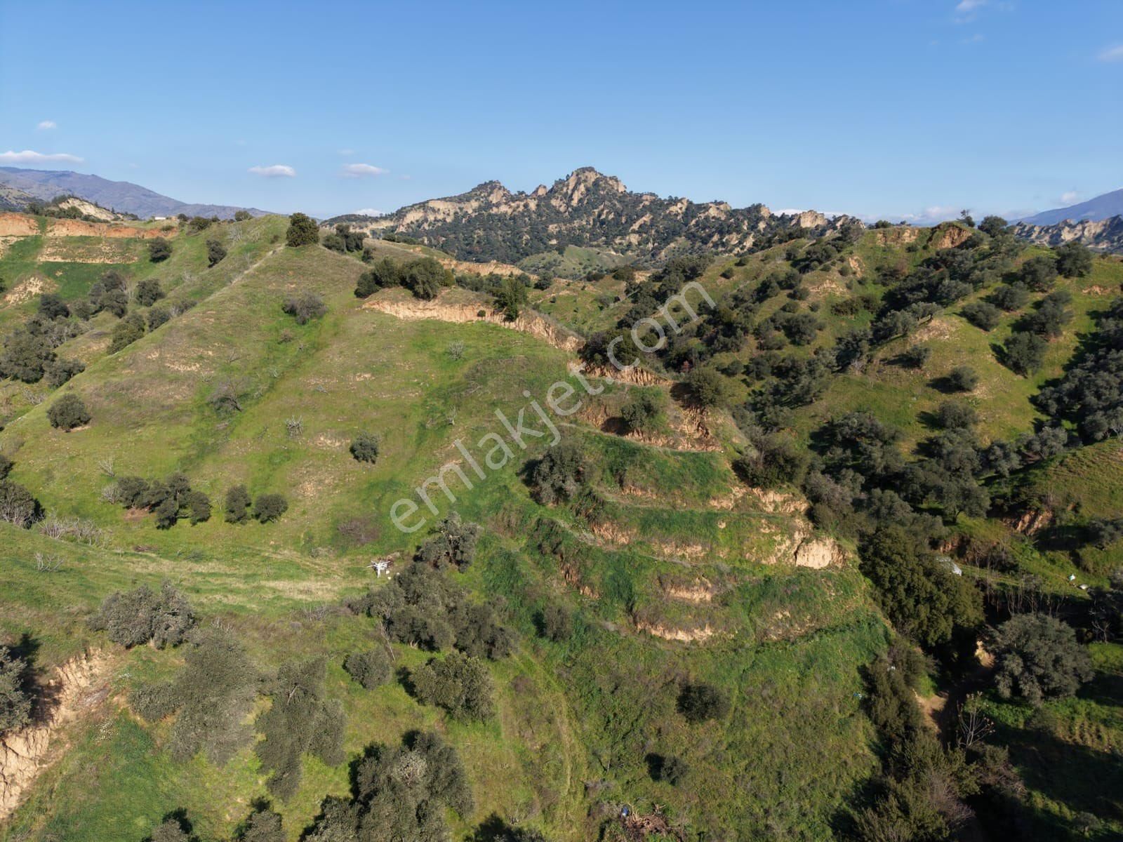 Nazilli Bozyurt Mahallesinde Satılık 6650 M2 Hisseli Zeytin Ve İncir Bahçesi - Görsel 12