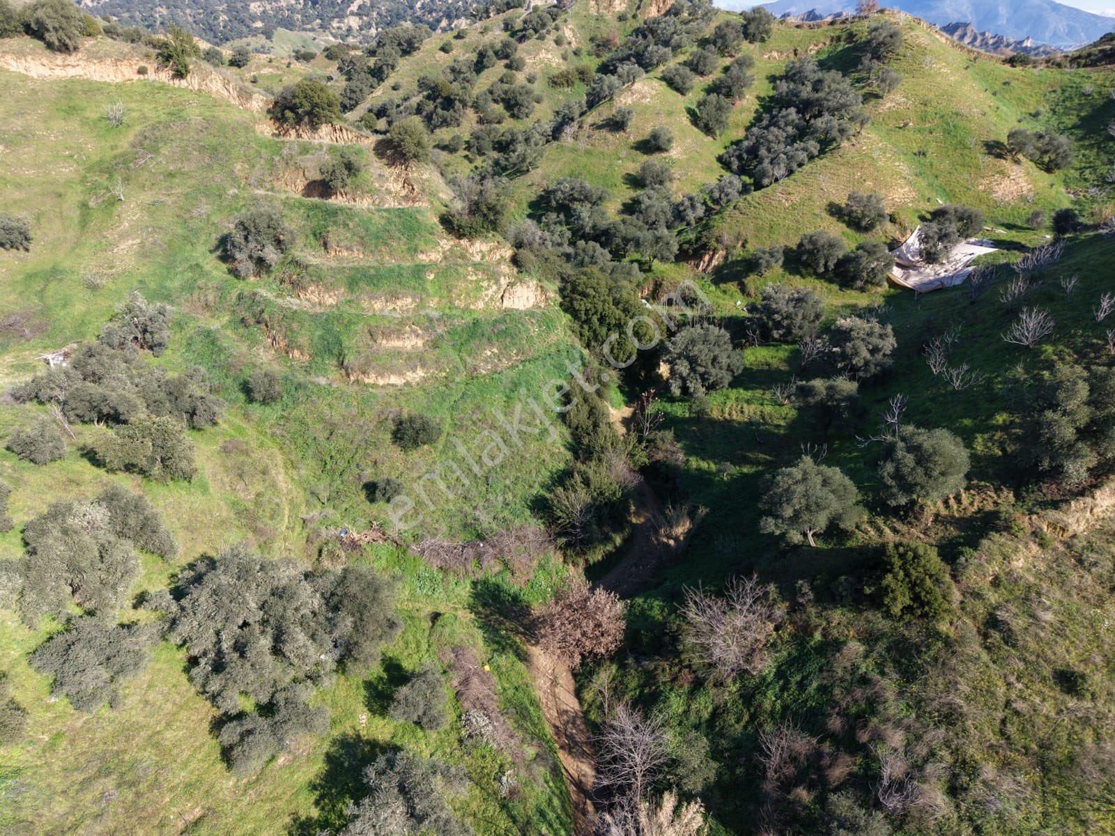 Nazilli Bozyurt Mahallesinde Satılık 6650 M2 Hisseli Zeytin Ve İncir Bahçesi - Görsel 11