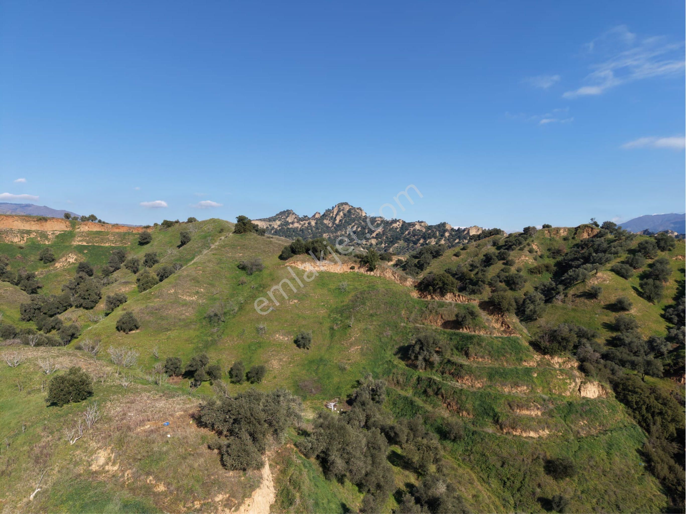 Nazilli Bozyurt Mahallesinde Satılık 6650 M2 Hisseli Zeytin Ve İncir Bahçesi - Görsel 18