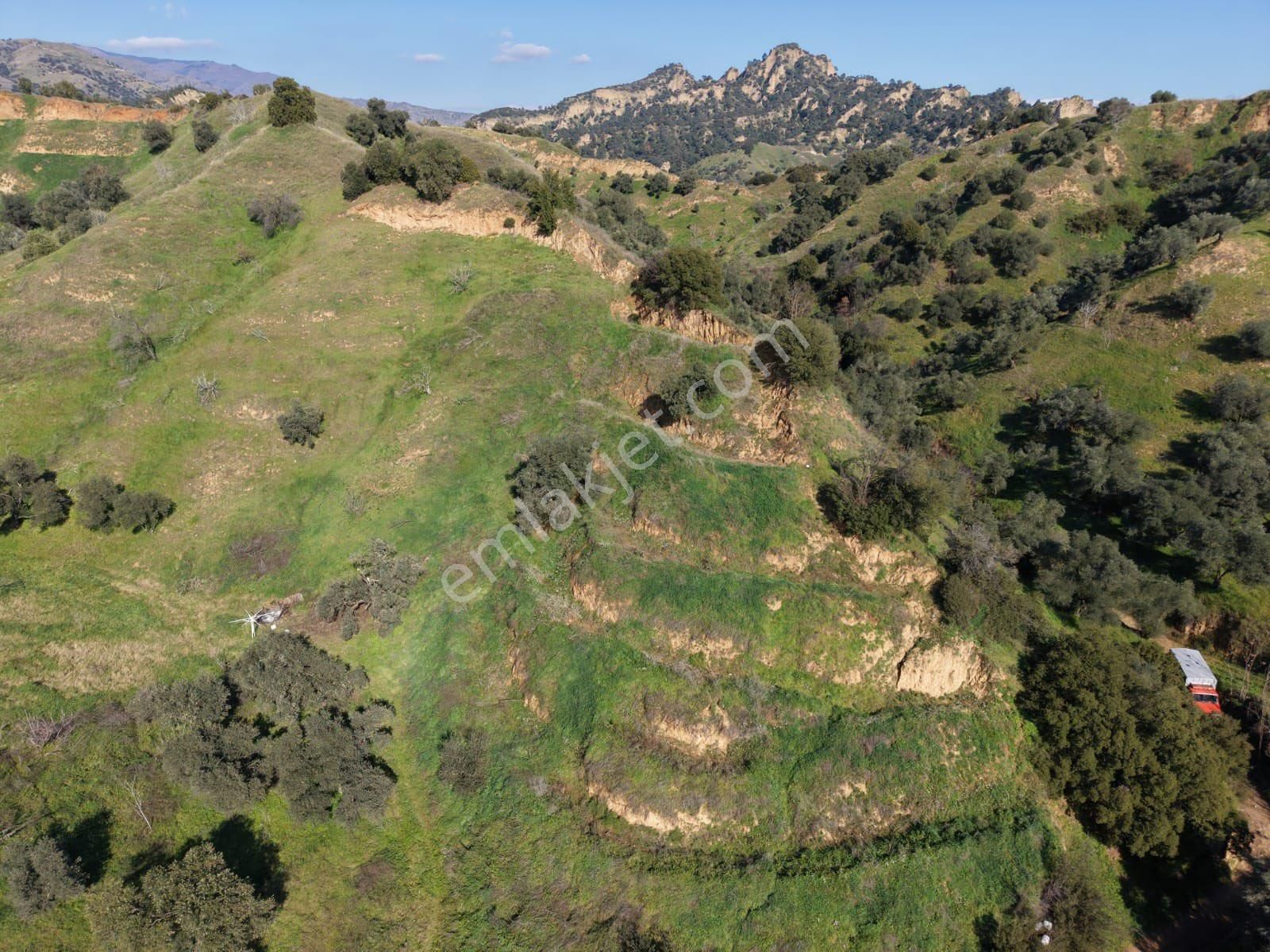 Nazilli Bozyurt Mahallesinde Satılık 6650 M2 Hisseli Zeytin Ve İncir Bahçesi - Görsel 10