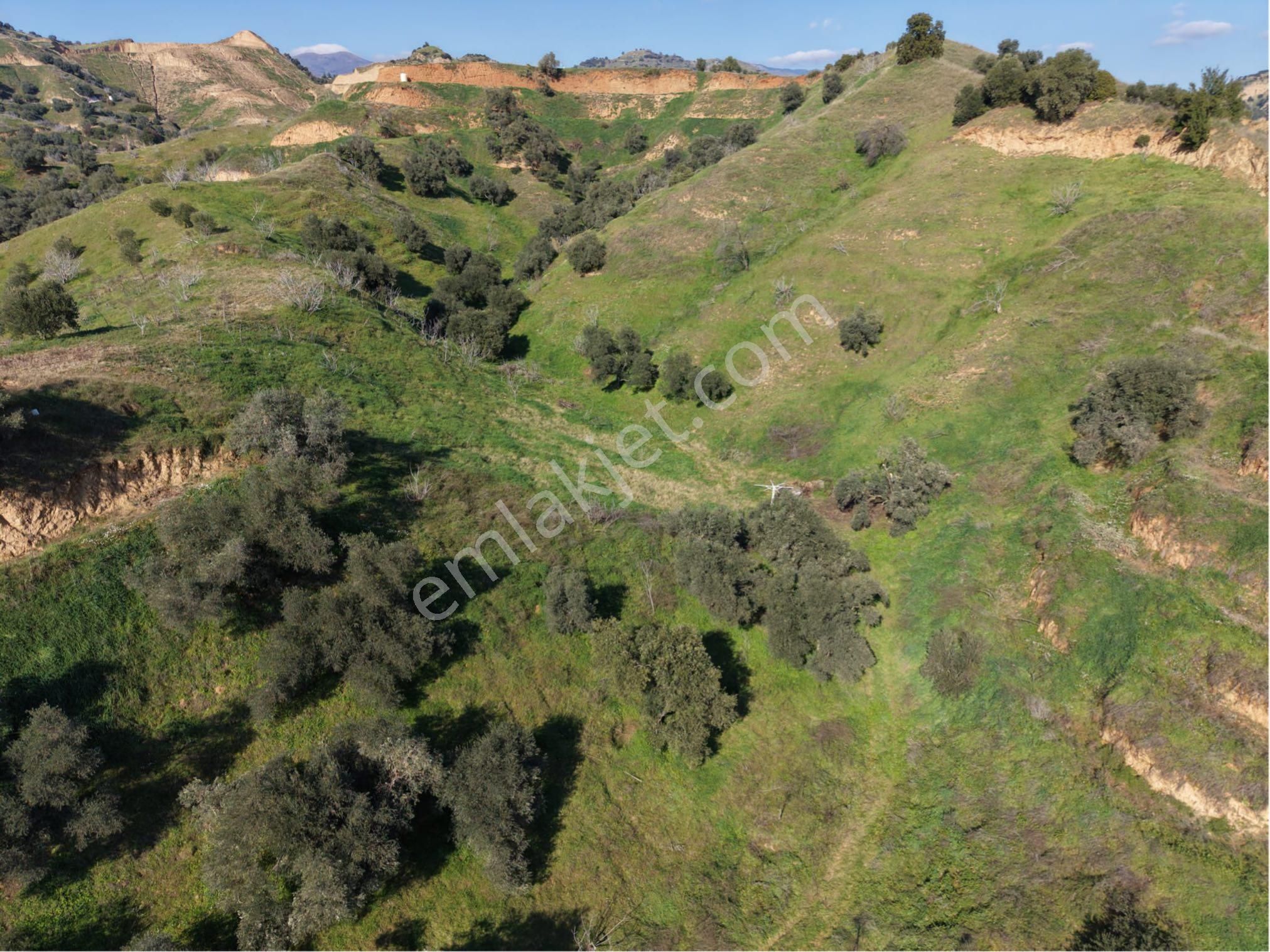 Nazilli Bozyurt Mahallesinde Satılık 6650 M2 Hisseli Zeytin Ve İncir Bahçesi - Görsel 16