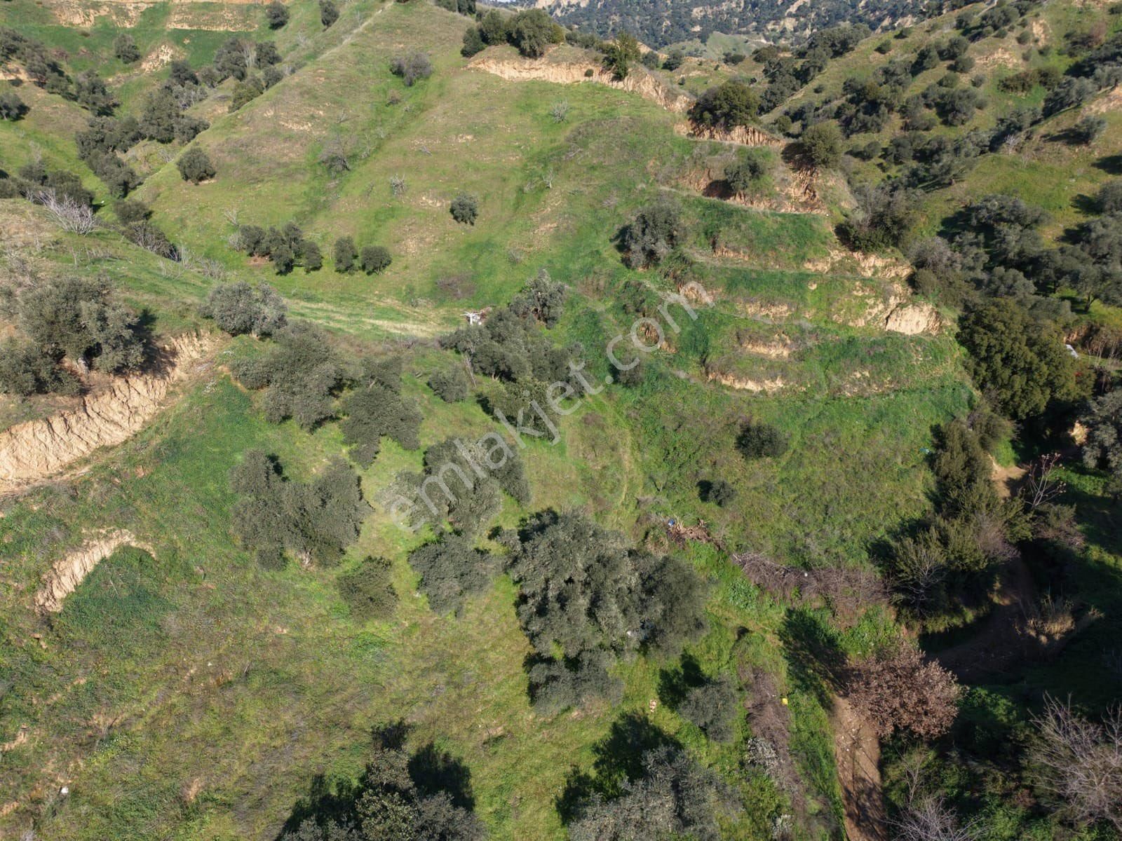 Nazilli Bozyurt Mahallesinde Satılık 6650 M2 Hisseli Zeytin Ve İncir Bahçesi - Görsel 7