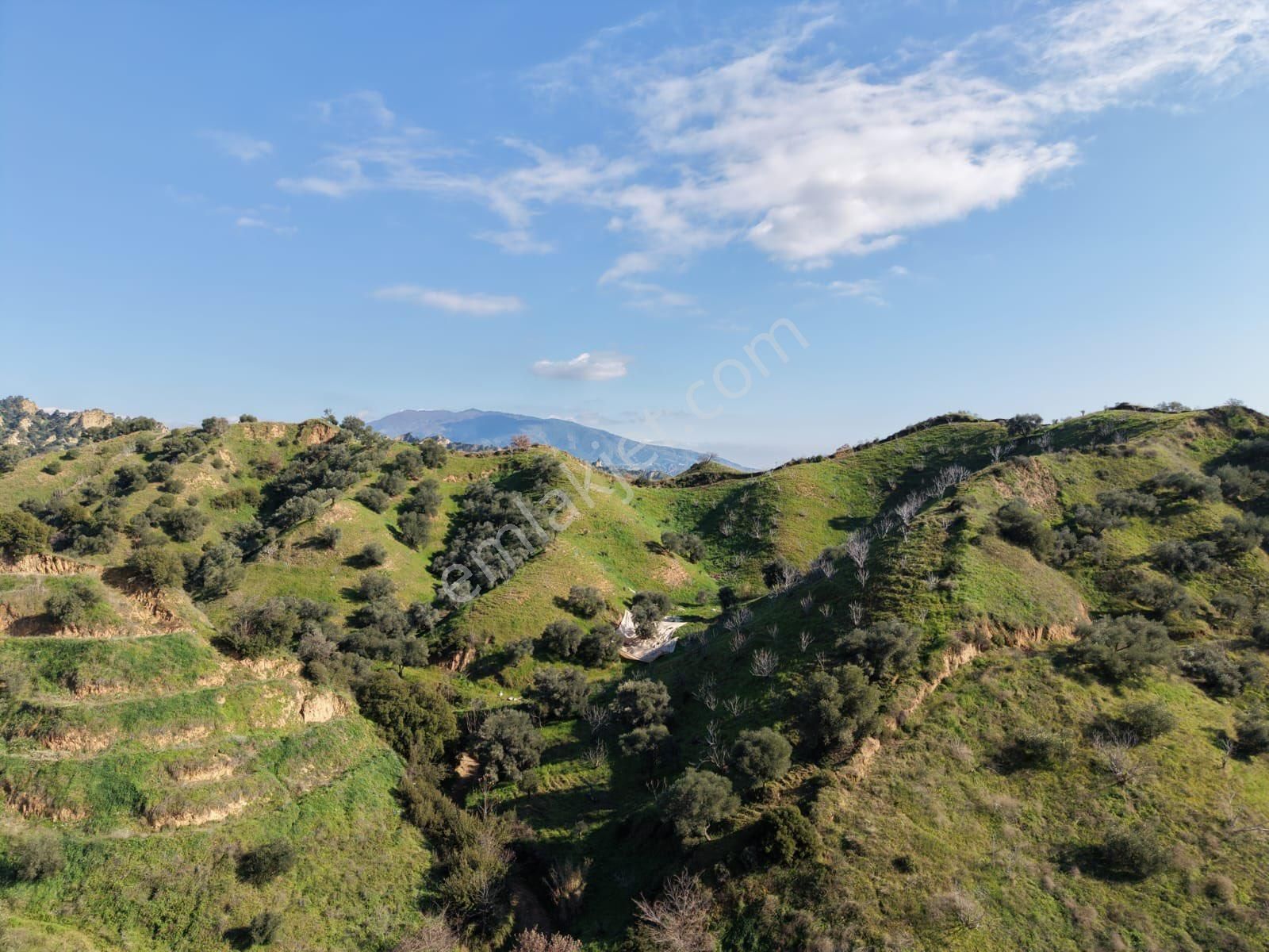 Nazilli Bozyurt Mahallesinde Satılık 6650 M2 Hisseli Zeytin Ve İncir Bahçesi - Görsel 9