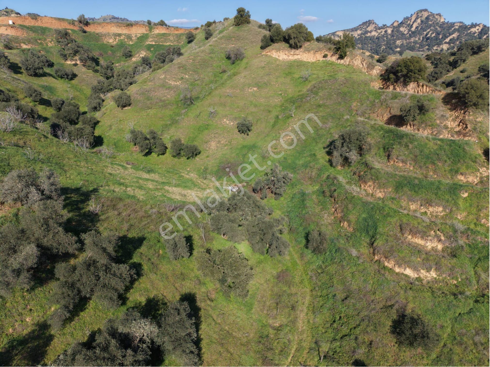 Nazilli Bozyurt Mahallesinde Satılık 6650 M2 Hisseli Zeytin Ve İncir Bahçesi - Görsel 21