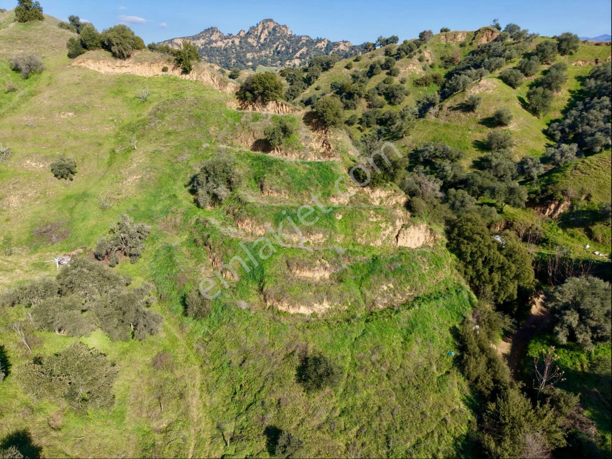 Nazilli Bozyurt Mahallesinde Satılık 6650 M2 Hisseli Zeytin Ve İncir Bahçesi