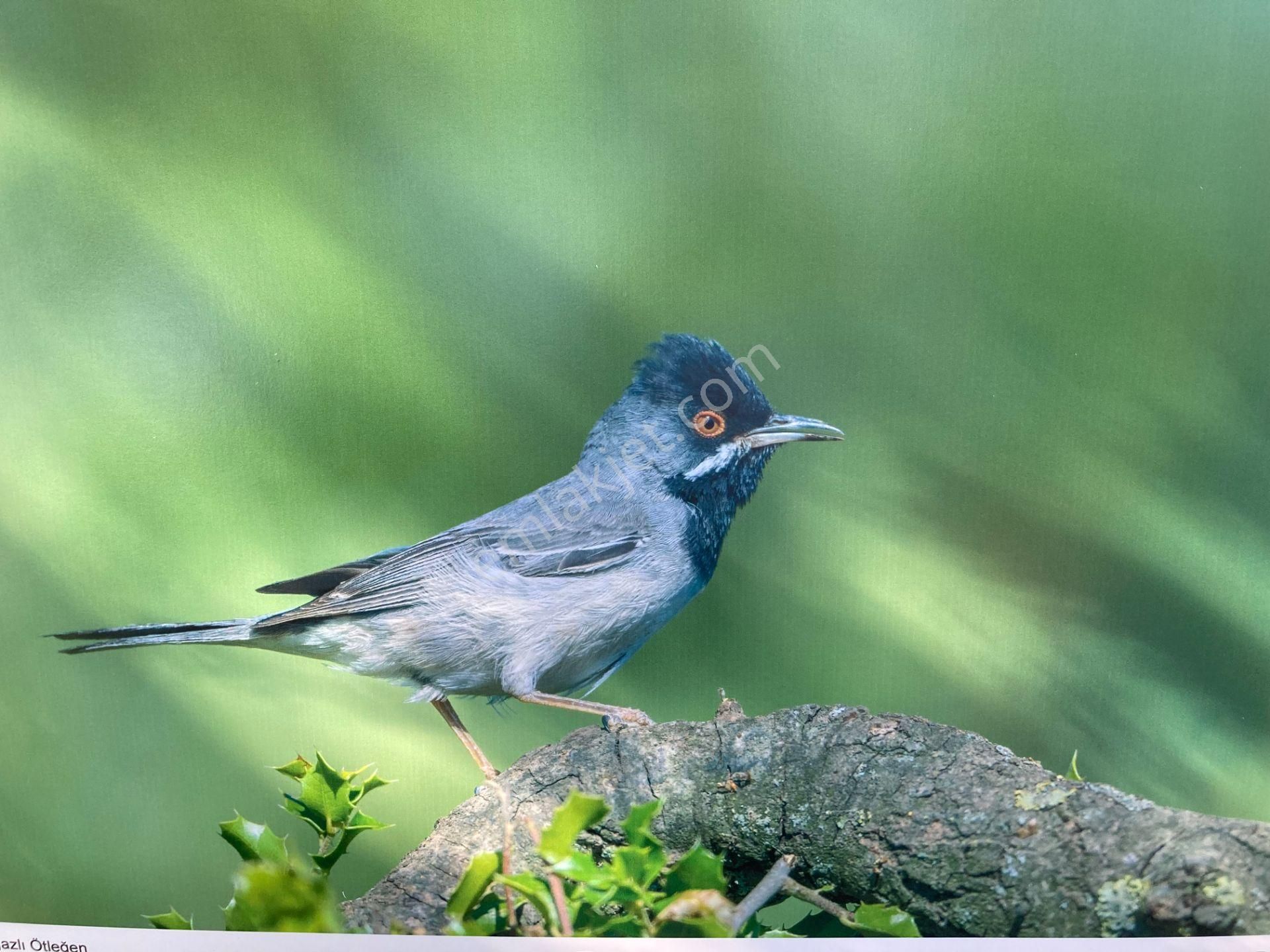 Hisarardı Köyü Yatağan Muğla Da Satılık Arsa Doğa Manzaralı