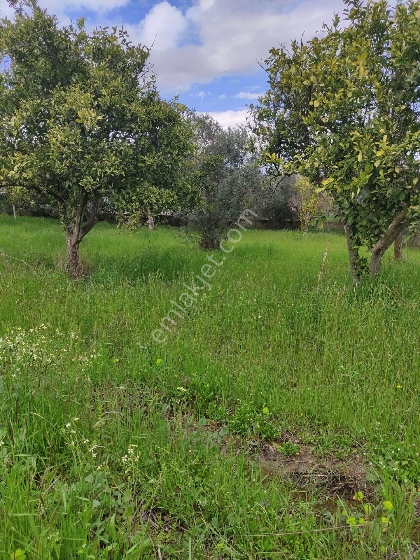 Nazilli Güzelköy'de Satılık 1.880 M2 Mükemmel Konumda Köy İçi Yol Üstünde Satılık Fırsat Arsa - Görsel 19