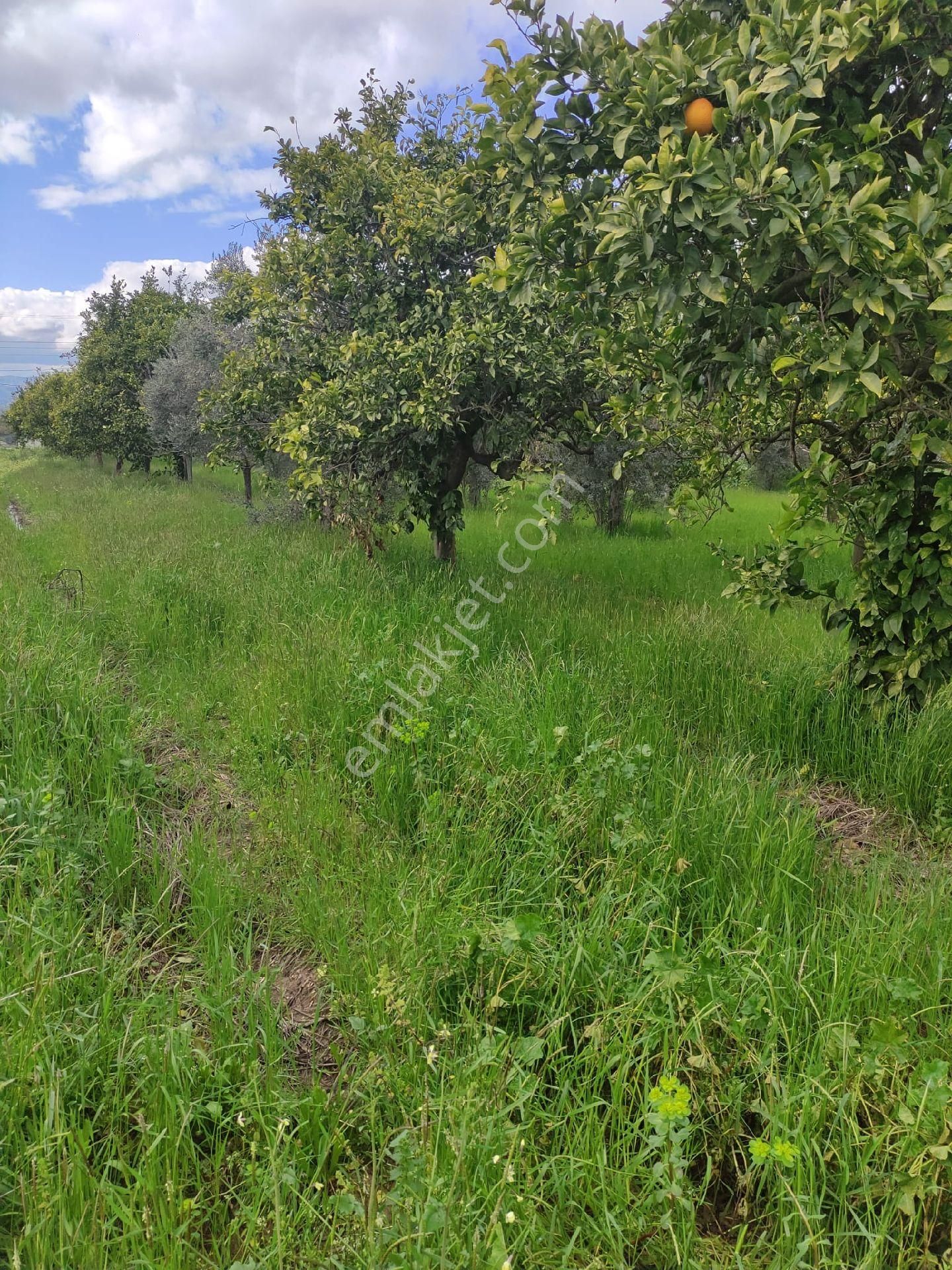 Nazilli Güzelköy'de Satılık 1.880 M2 Mükemmel Konumda Köy İçi Yol Üstünde Satılık Fırsat Arsa - Görsel 21