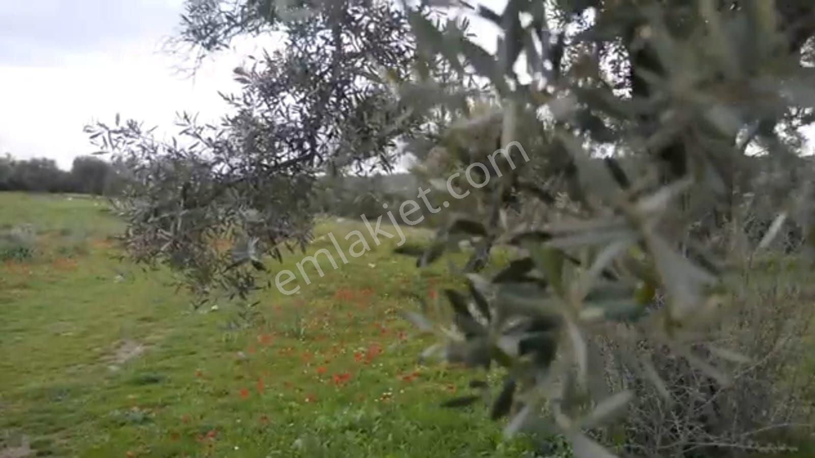 Alaçamda Yatırıma Uygun, Yolu Olan 2.467 M² Müstakil Tarla