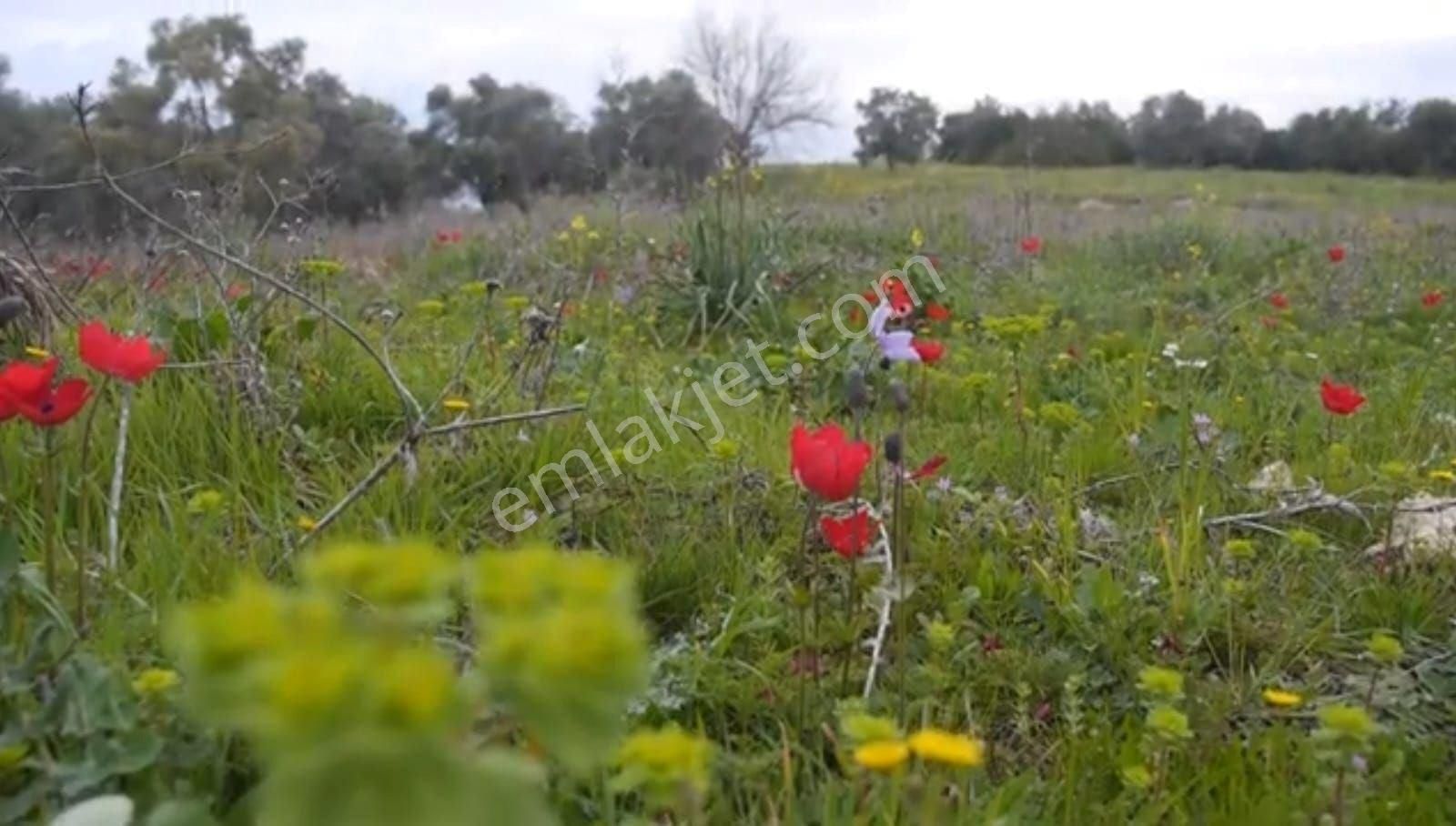Alaçamda Yatırıma Uygun, Yolu Olan 2.467 M² Müstakil Tarla - Görsel 2
