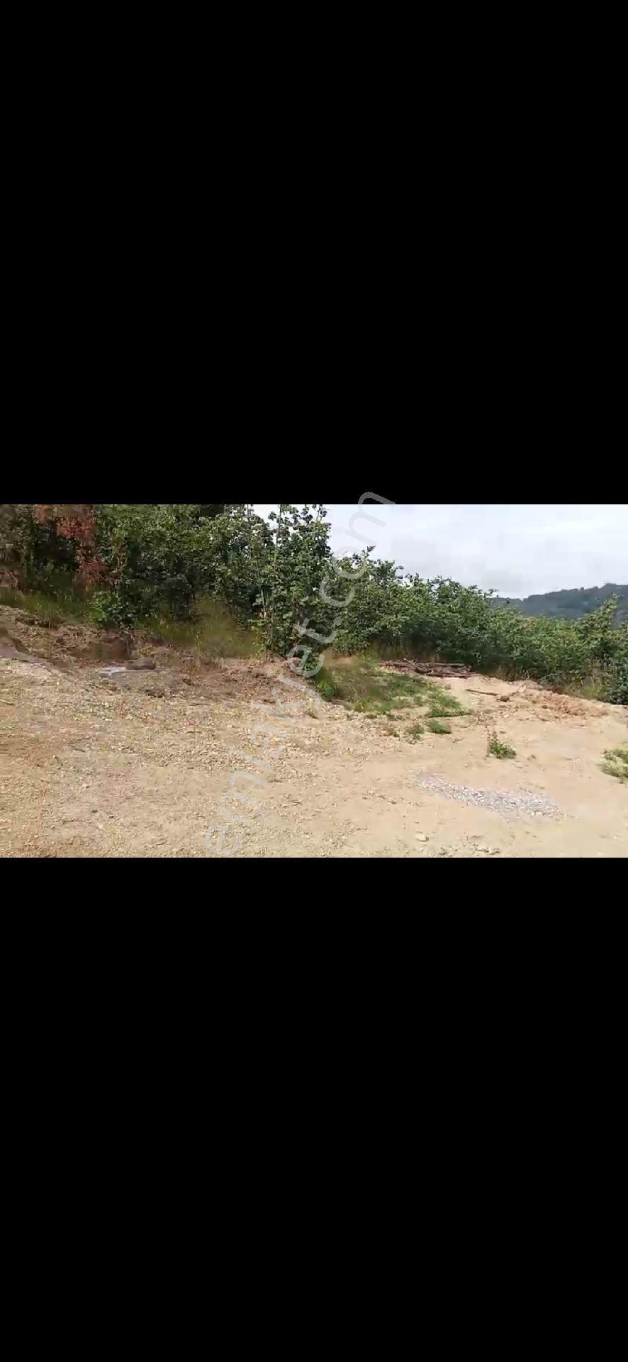 Düzce Yıgilcada Acil Satilik Kelepir Arazi - Görsel 10