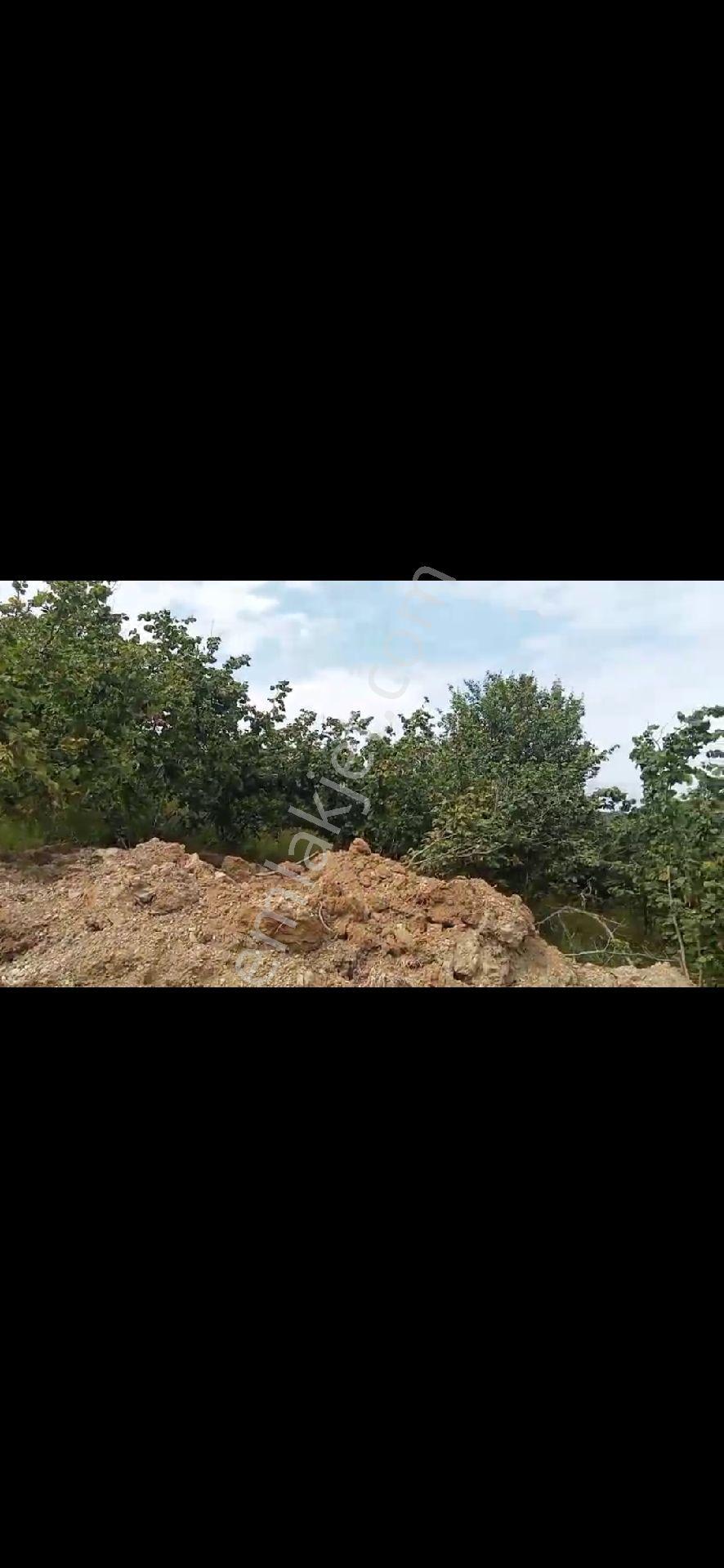 Düzce Yıgilcada Acil Satilik Kelepir Arazi - Görsel 8