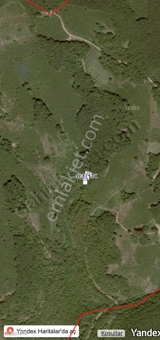 Kocaeli Kandıra Kubuzcu Mah 173 M2 Fındıklık - Görsel 5