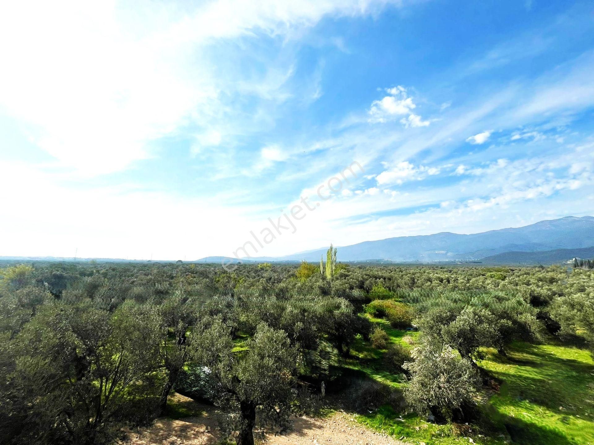 Tek Yetkili Aygülden Edremit Zeytinli'de Lüks Giyinme Odalı Ebeveyn Banyolu Teraslı 4+1satılık Villa - Görsel 2