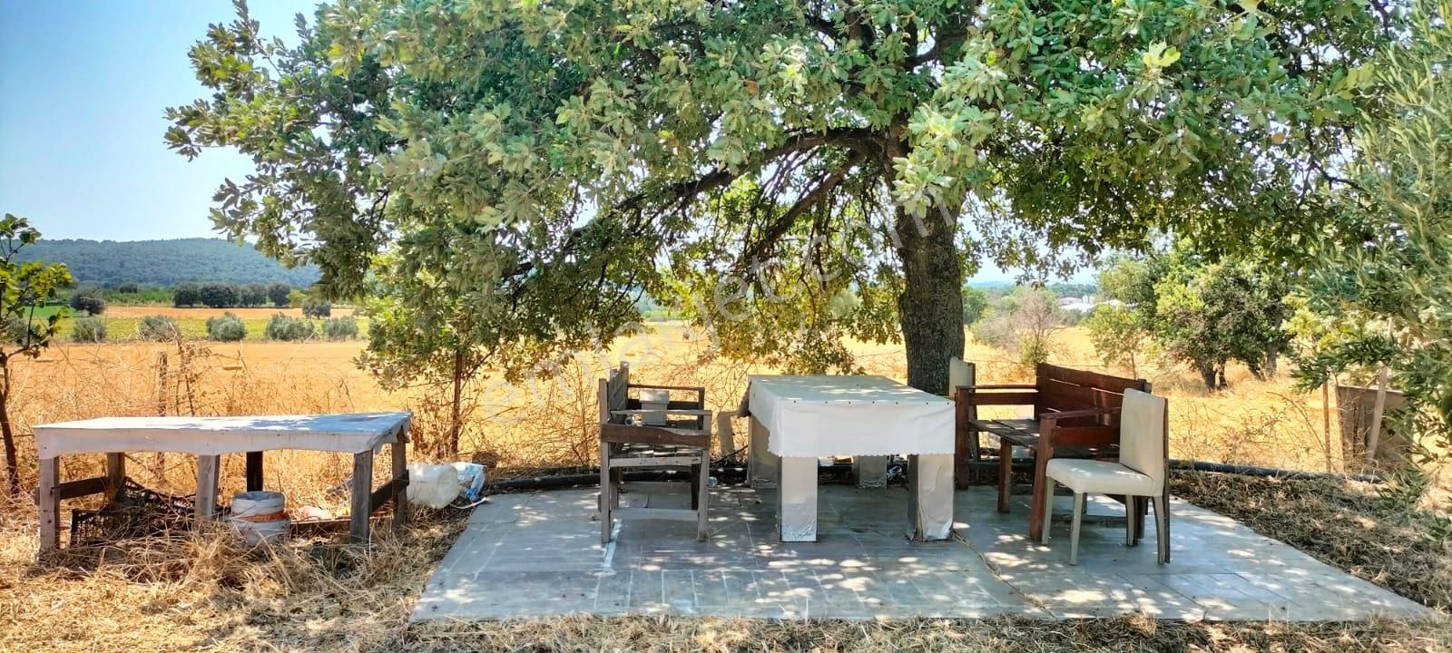 Çanakkale Merkez Dümrek'te Kapı Numaralı Bağ Evi Ve 65 Yetişkin Ağaç - Görsel 5