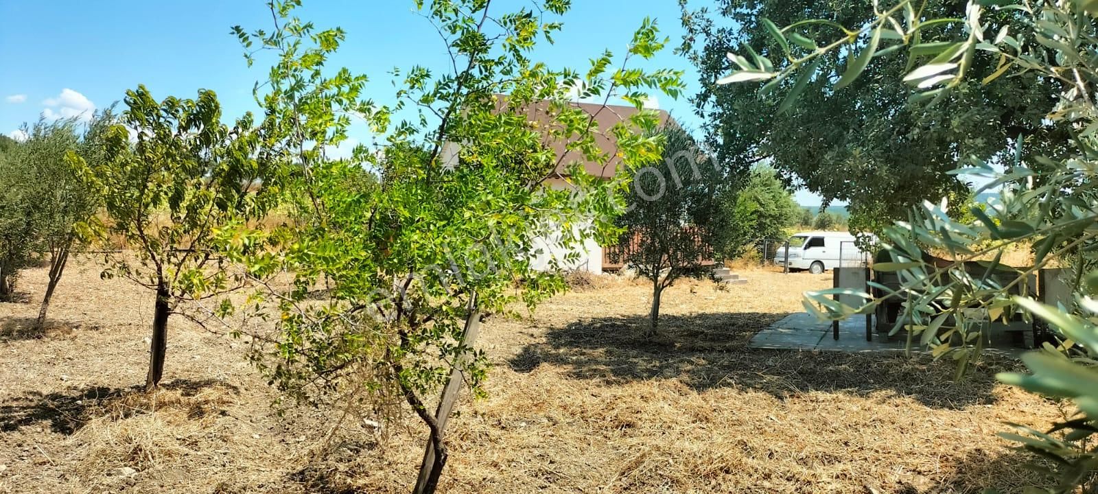 Çanakkale Merkez Dümrek'te Kapı Numaralı Bağ Evi Ve 65 Yetişkin Ağaç - Görsel 9
