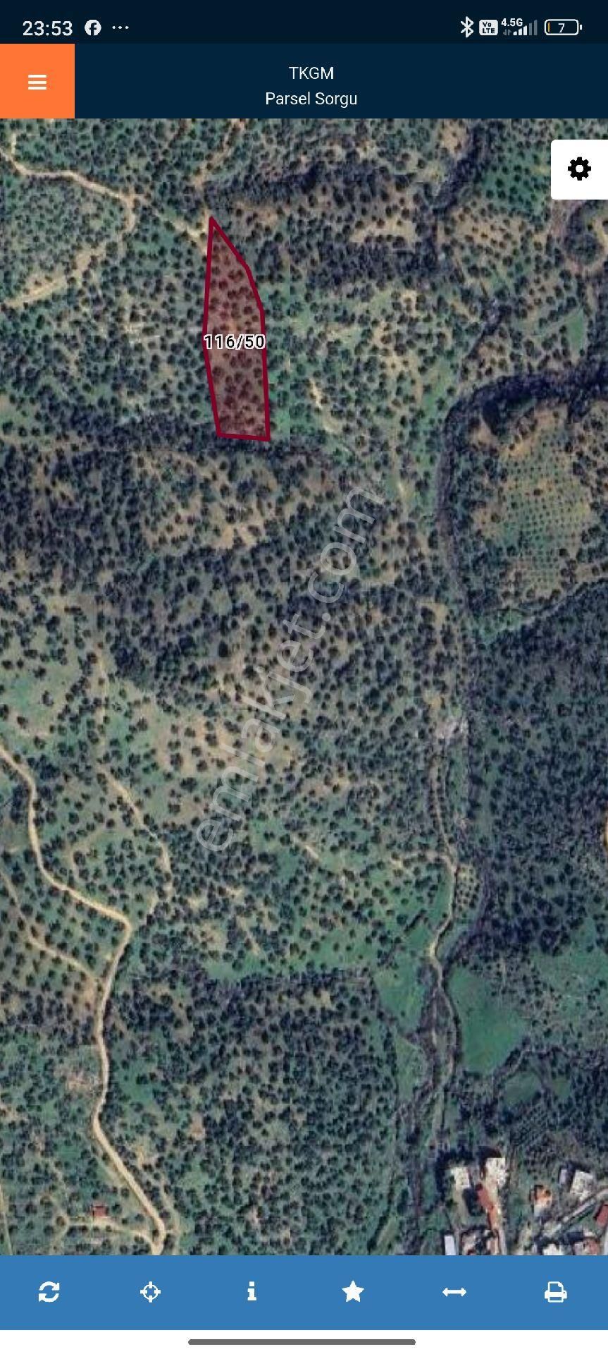 Ays Den Satılık Zeytinlik