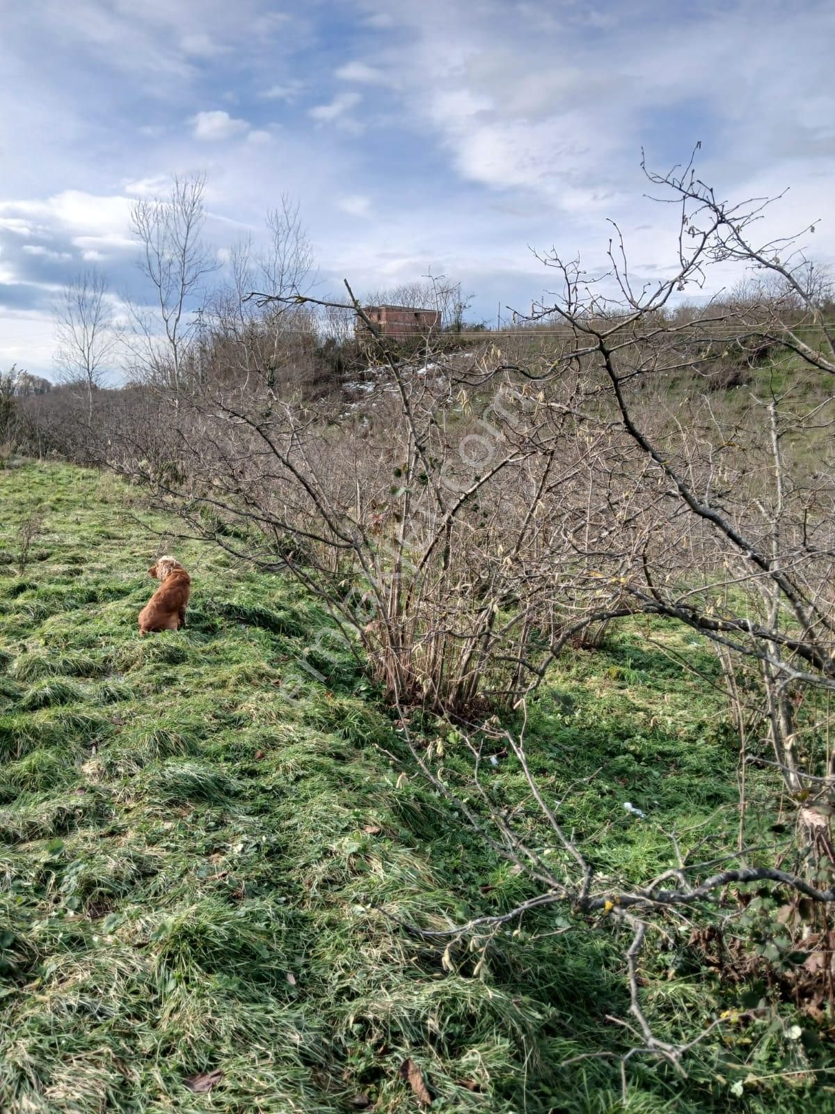 Fatsa Hoylu Mah.de Doğa İçinde Satılık Fındık Bahçesi - Görsel 9