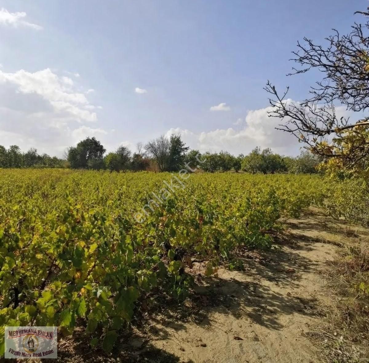 İzmir/selçuk/havutçulu'da 3.625m2 Üzüm Bağı Satılıktır. - Görsel 6