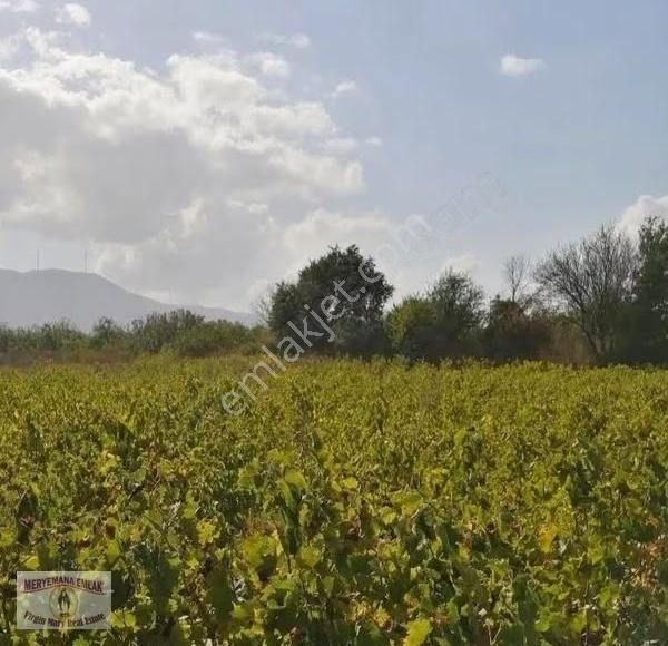 İzmir/selçuk/havutçulu'da 3.625m2 Üzüm Bağı Satılıktır. - Görsel 2