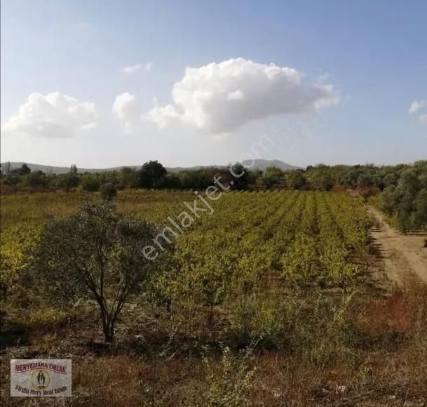İzmir/selçuk/havutçulu'da 3.625m2 Üzüm Bağı Satılıktır.