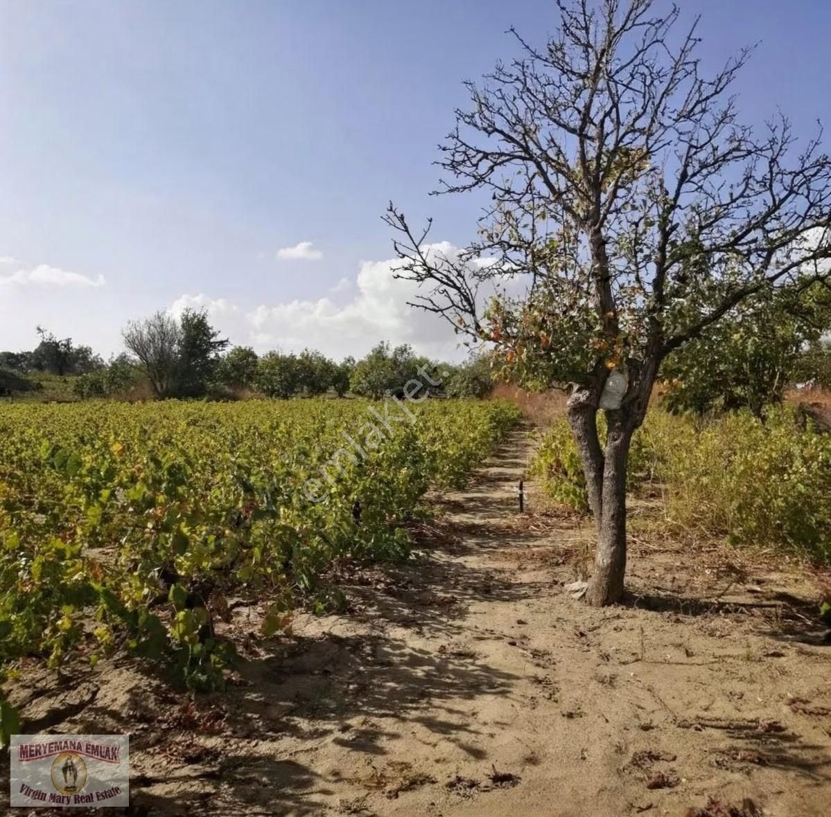 İzmir/selçuk/havutçulu'da 3.625m2 Üzüm Bağı Satılıktır. - Görsel 7