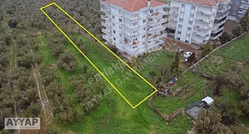 Ayyap Gayrımenkul'den İmar Sınırında 1285m2 Satılık Zeytinlik - Görsel 3