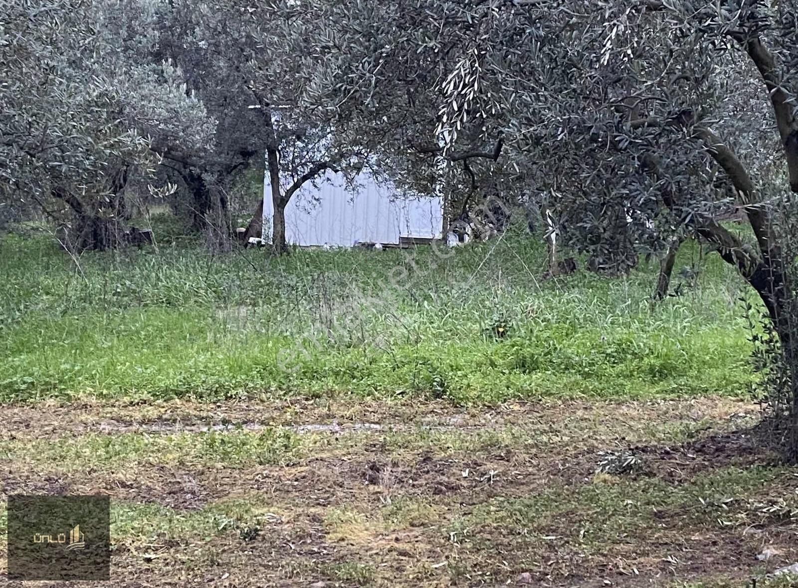Kaymakoba'da Yerleşime Yakın Fırsat Tek Tapulu Zeytinlik - Görsel 8