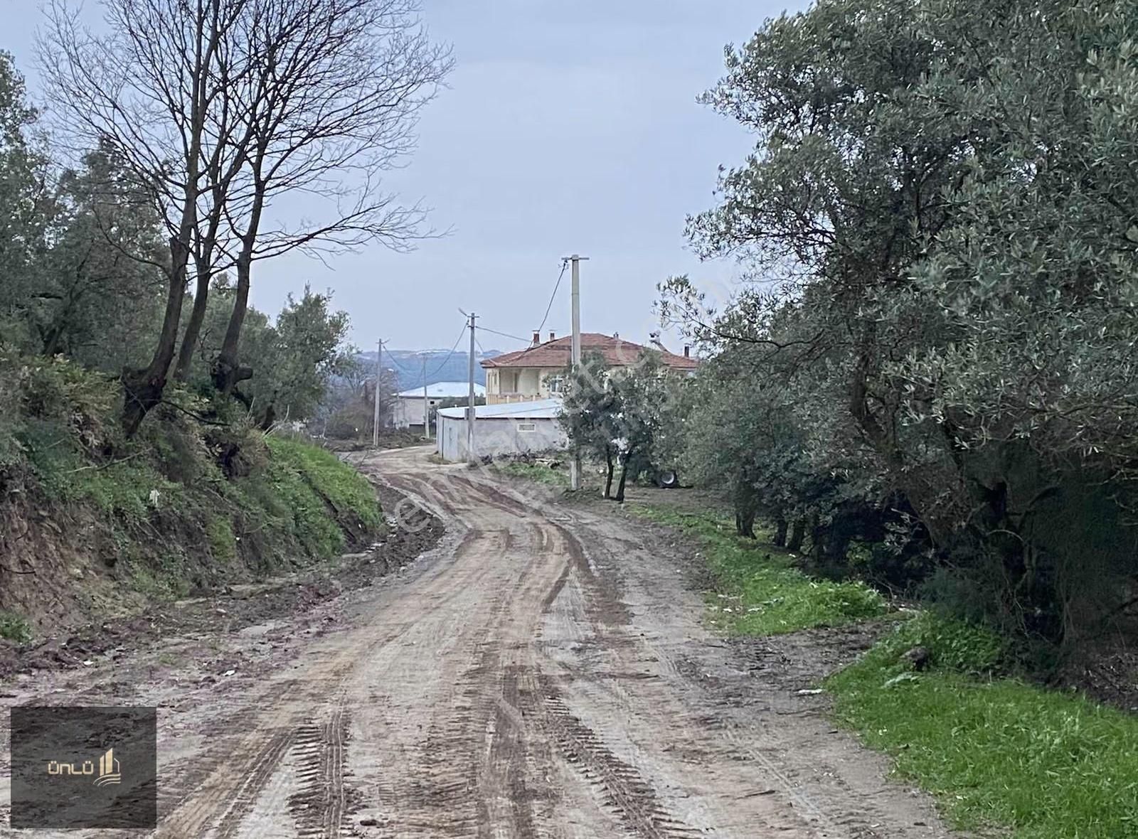 Kaymakoba'da Yerleşime Yakın Fırsat Tek Tapulu Zeytinlik