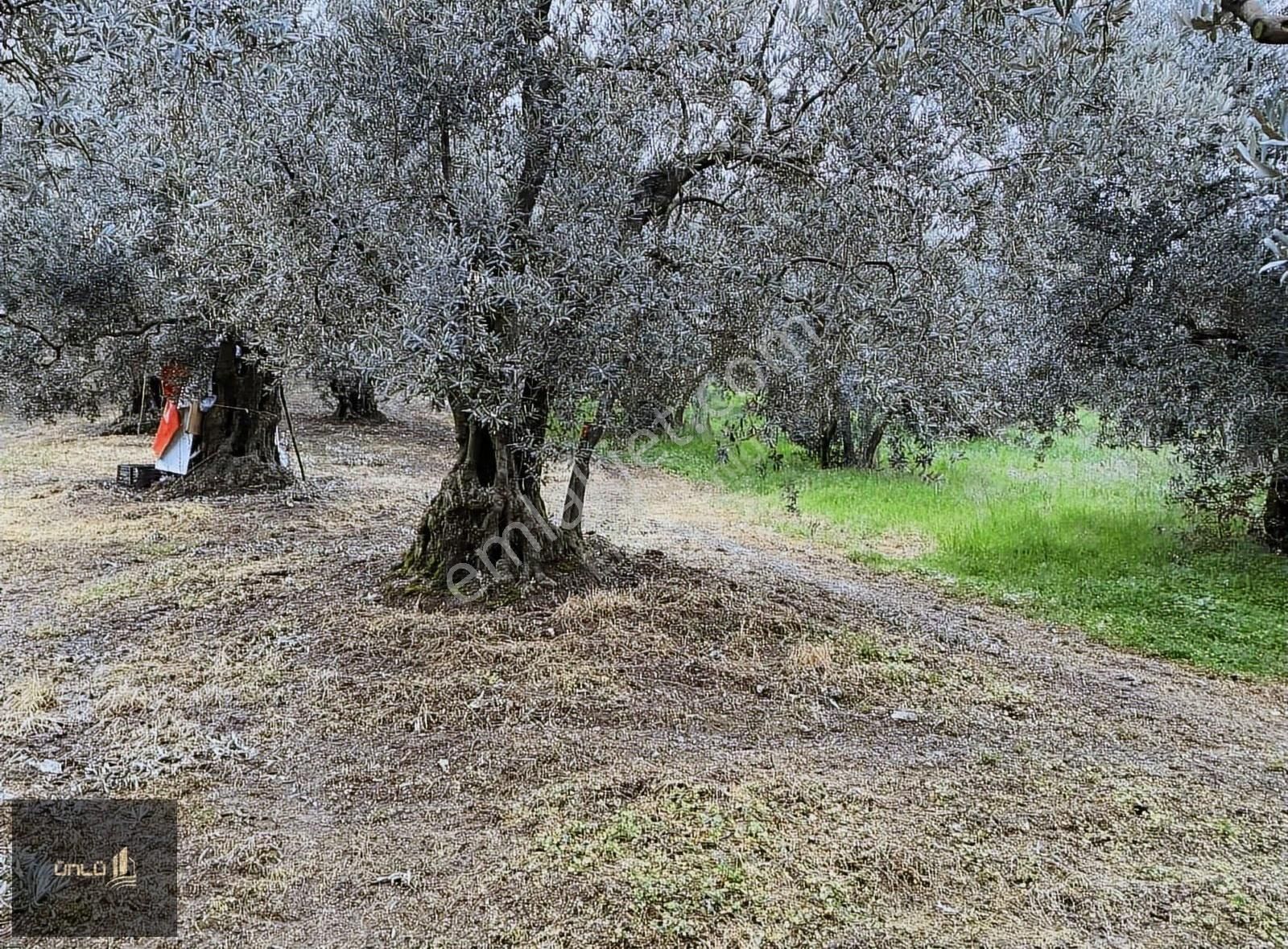 Kaymakoba'da Yerleşime Yakın Fırsat Tek Tapulu Zeytinlik - Görsel 7