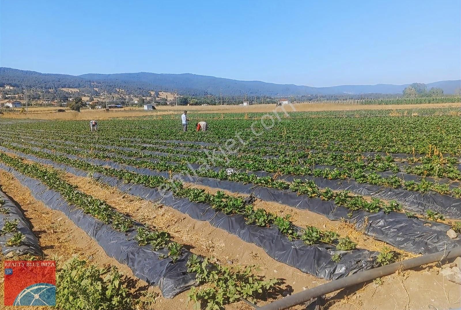 Sakarya / Pamukova / Hüseyinli Çilek Tarlası