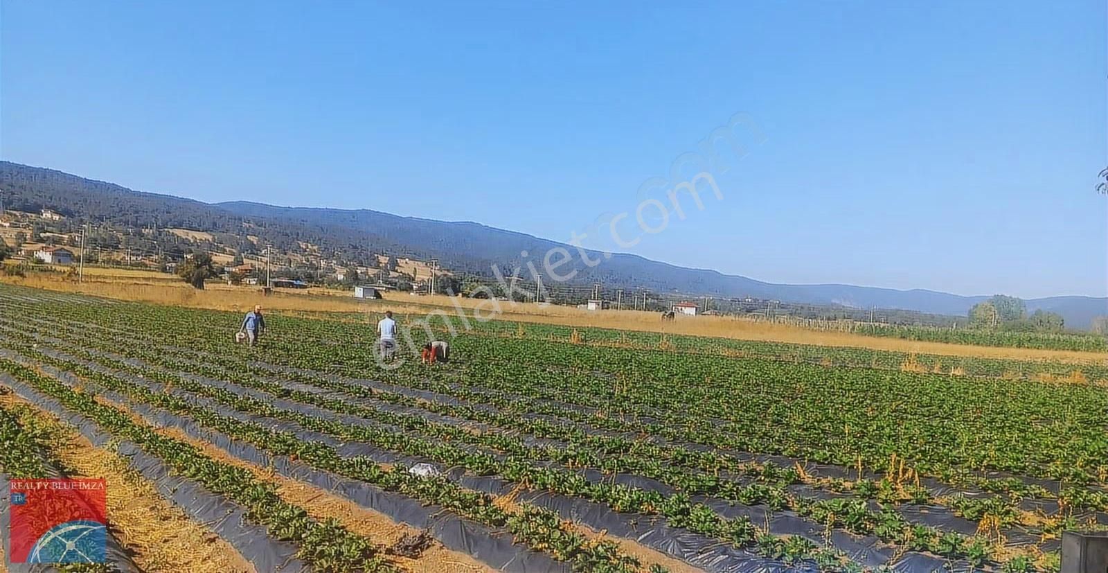 Sakarya / Pamukova / Hüseyinli Çilek Tarlası - Görsel 3