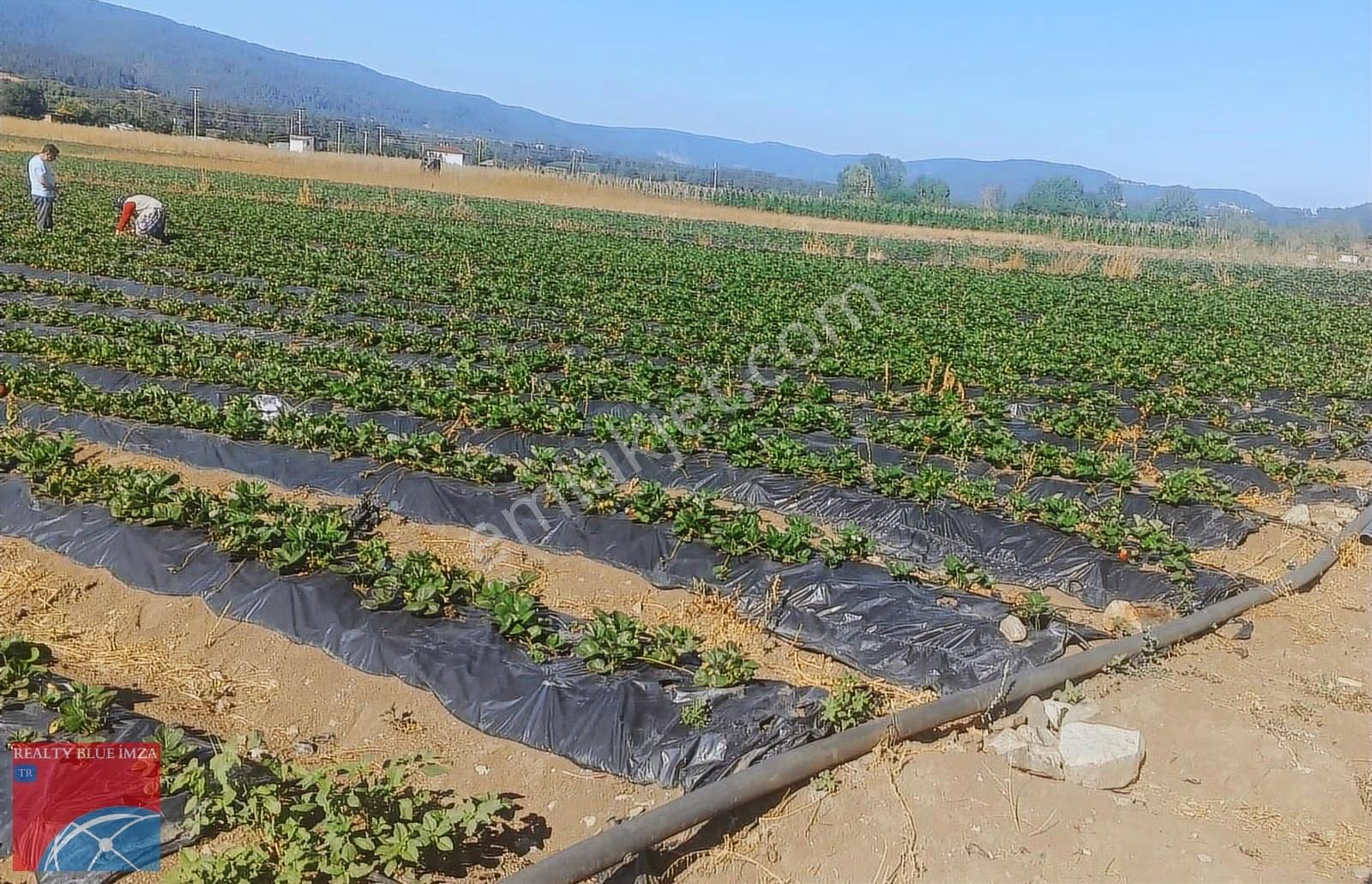 Sakarya / Pamukova / Hüseyinli Çilek Tarlası - Görsel 2