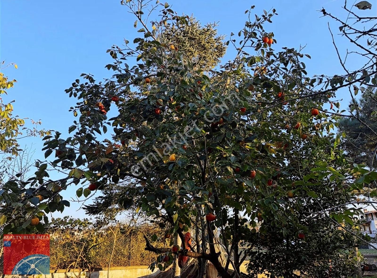 Şile Doğancılı Da Müstakil 6+1 Bahçeli/verandalı/otoparklı Villa - Görsel 5