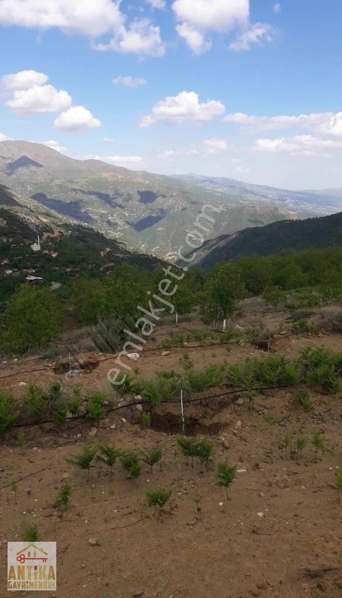 Antika Gayrimenkul Yılanlıda Satılık 3 Tapu Tek Fiyat Kestanelik - Görsel 5